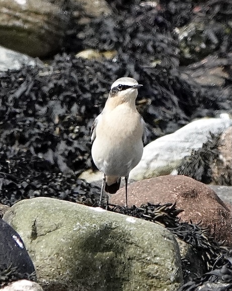 wheatear